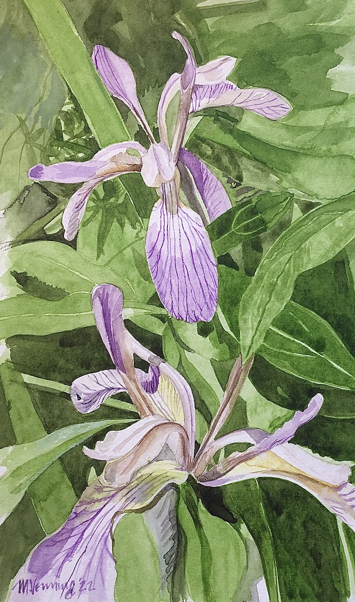 Rosemoor Iris